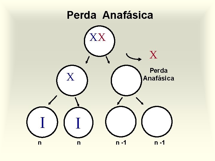 Perda Anafásica XX X Perda Anafásica X I n n -1 