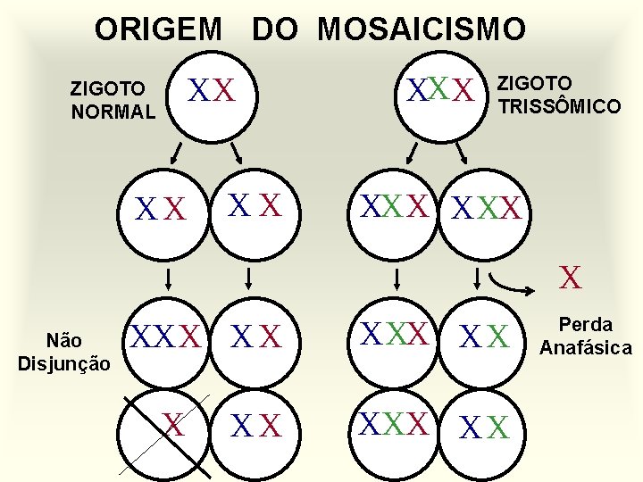 ORIGEM DO MOSAICISMO XX XX X X XXX ZIGOTO NORMAL Não Disjunção ZIGOTO TRISSÔMICO