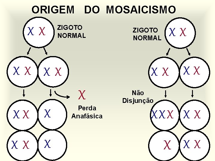 ORIGEM DO MOSAICISMO XX ZIGOTO NORMAL X X XX XX ZIGOTO NORMAL Perda Anafásica