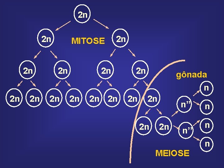 2 n 2 n 2 n MITOSE 2 n 2 n 2 n gônada