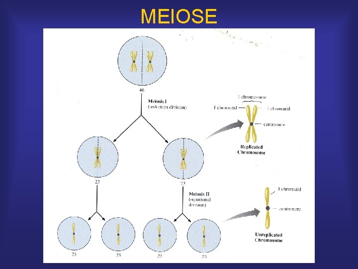 MEIOSE 