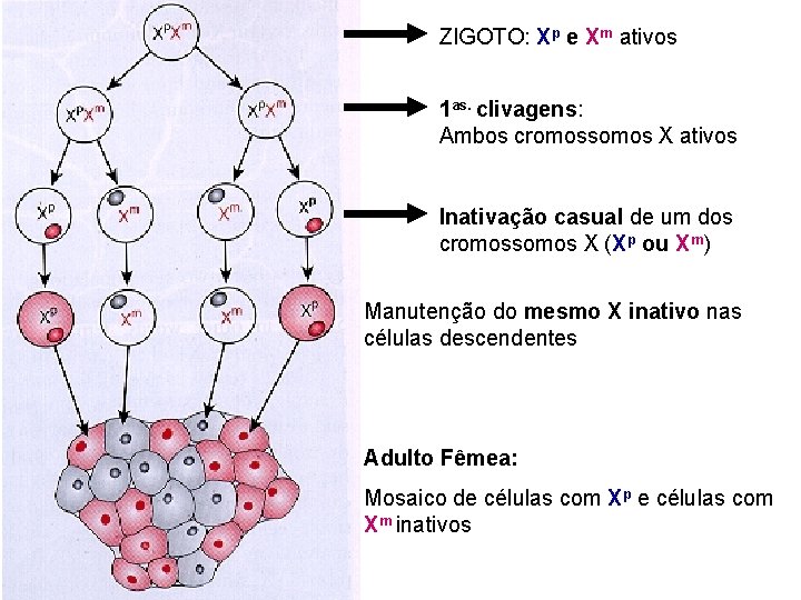 ZIGOTO: Xp e Xm ativos 1 as. clivagens: Ambos cromossomos X ativos Inativação casual