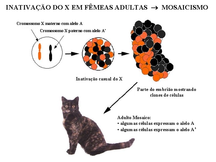 INATIVAÇÃO DO X EM FÊMEAS ADULTAS MOSAICISMO Cromossomo X materno com alelo A Cromossomo