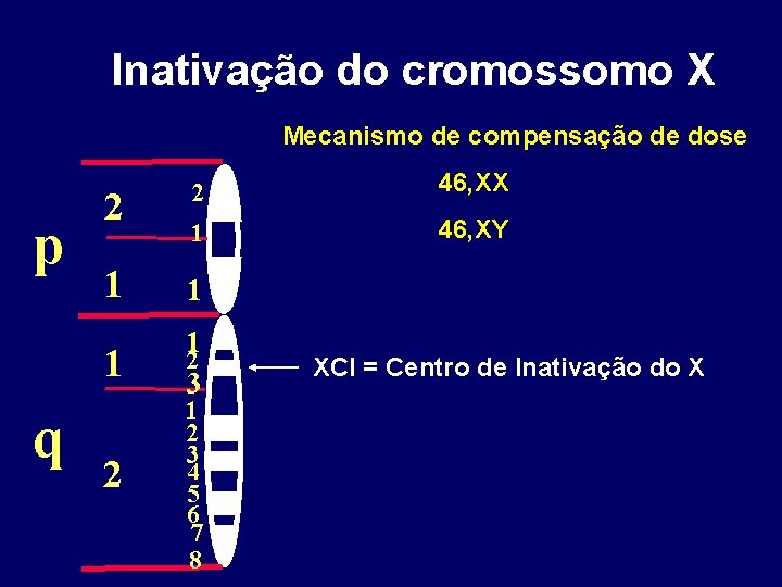 Inativação do cromossomo X Mecanismo de compensação de dose p q 2 2 46,