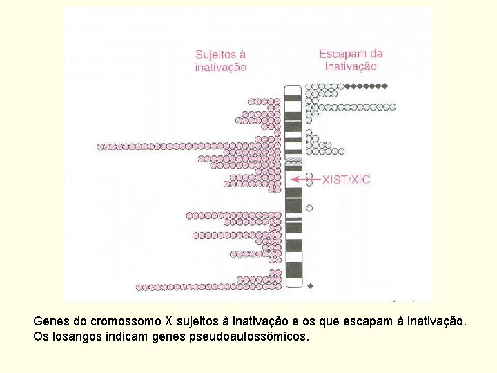 Genes do cromossomo X sujeitos à inativação e os que escapam à inativação. Os