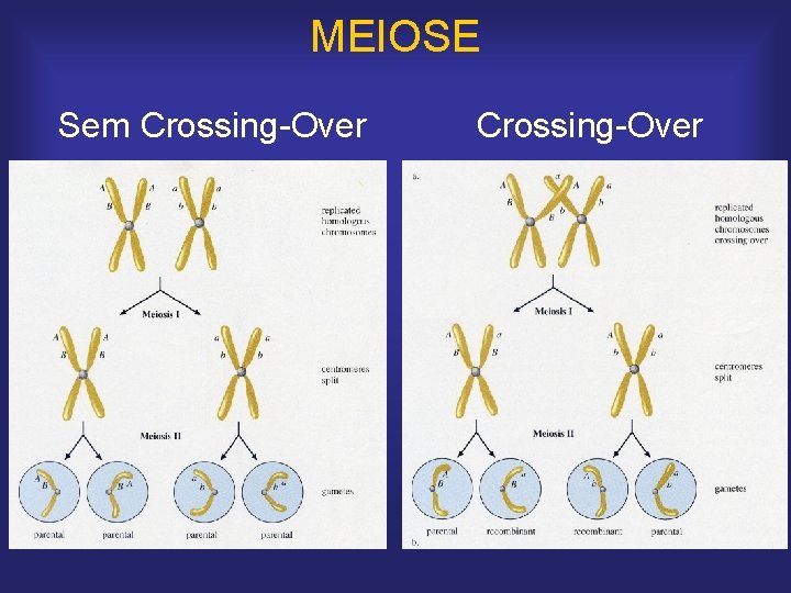 MEIOSE Sem Crossing-Over 