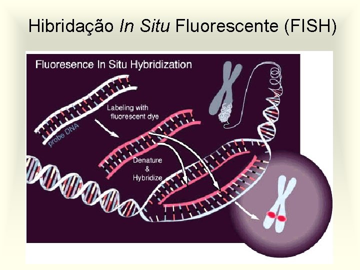Hibridação In Situ Fluorescente (FISH) 