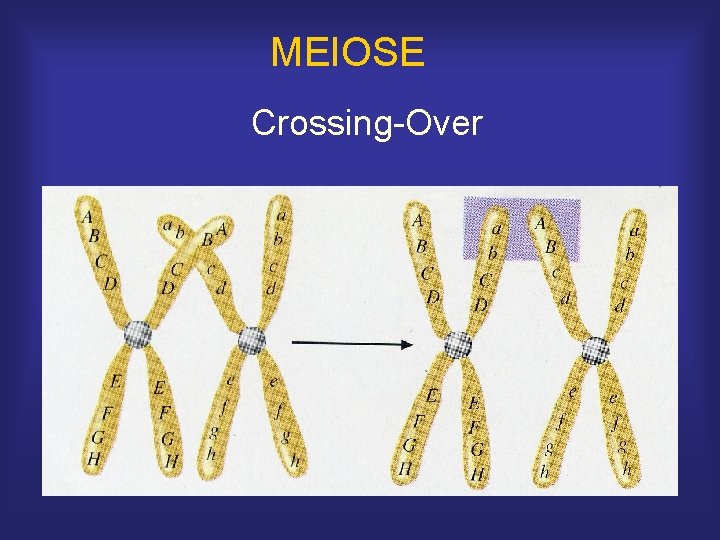MEIOSE Crossing-Over 