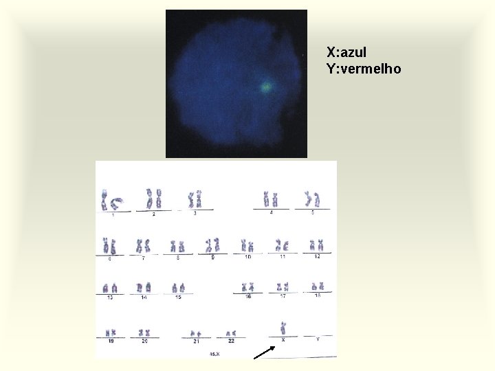 X: azul Y: vermelho 
