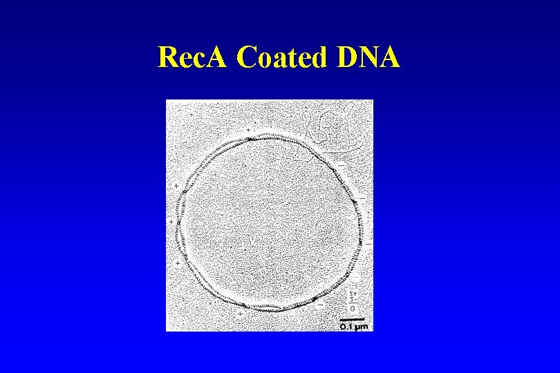 Rec. A Coated DNA 