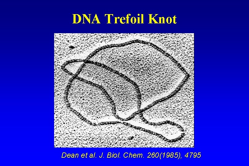 DNA Trefoil Knot Dean et al. J. Biol. Chem. 260(1985), 4795 