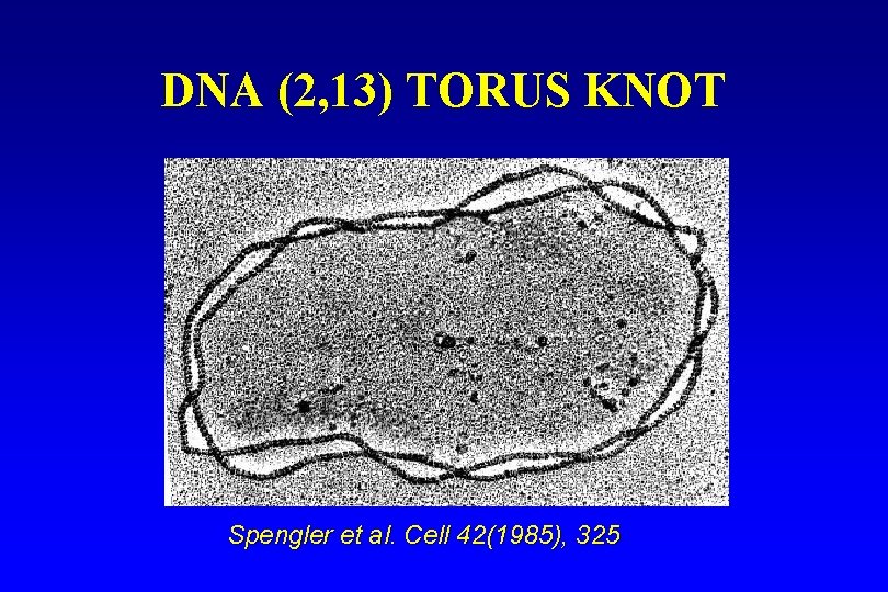 DNA (2, 13) TORUS KNOT Spengler et al. Cell 42(1985), 325 