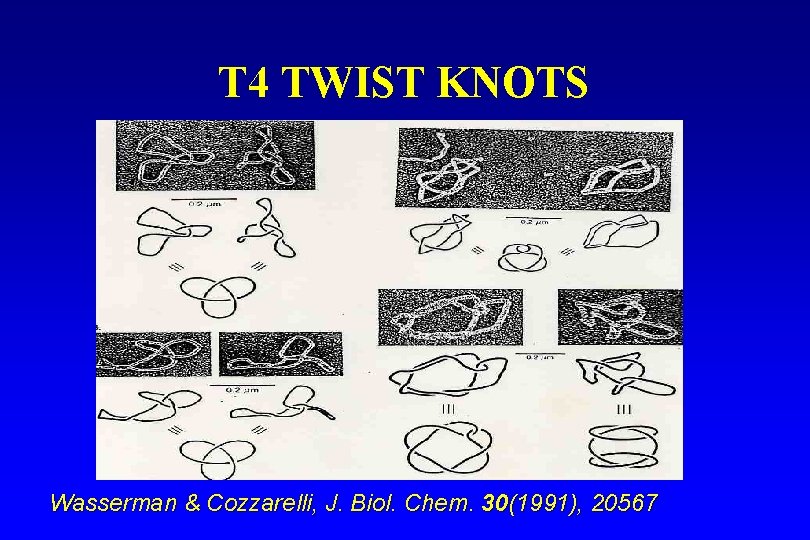 T 4 TWIST KNOTS Wasserman & Cozzarelli, J. Biol. Chem. 30(1991), 20567 