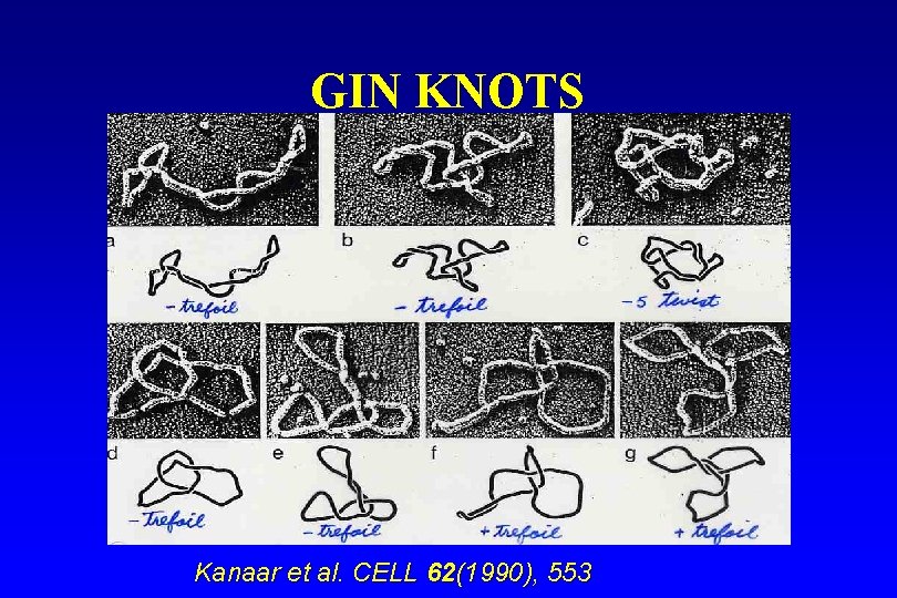 GIN KNOTS Kanaar et al. CELL 62(1990), 553 