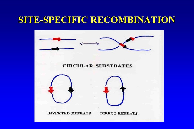 SITE-SPECIFIC RECOMBINATION 