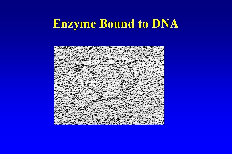 Enzyme Bound to DNA 