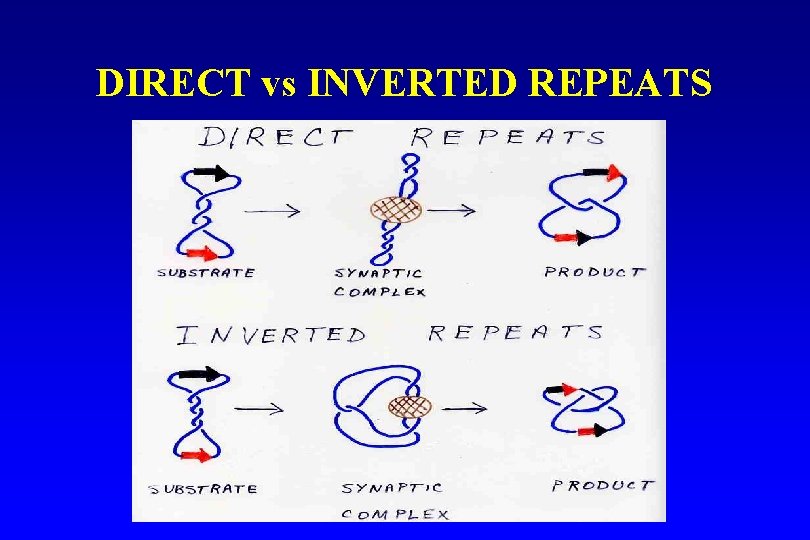DIRECT vs INVERTED REPEATS 