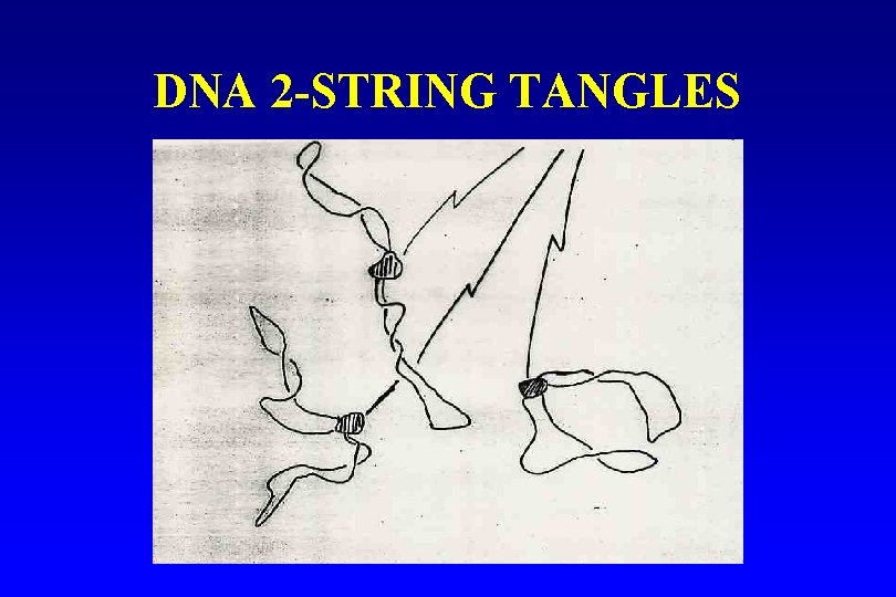 DNA 2 -STRING TANGLES 