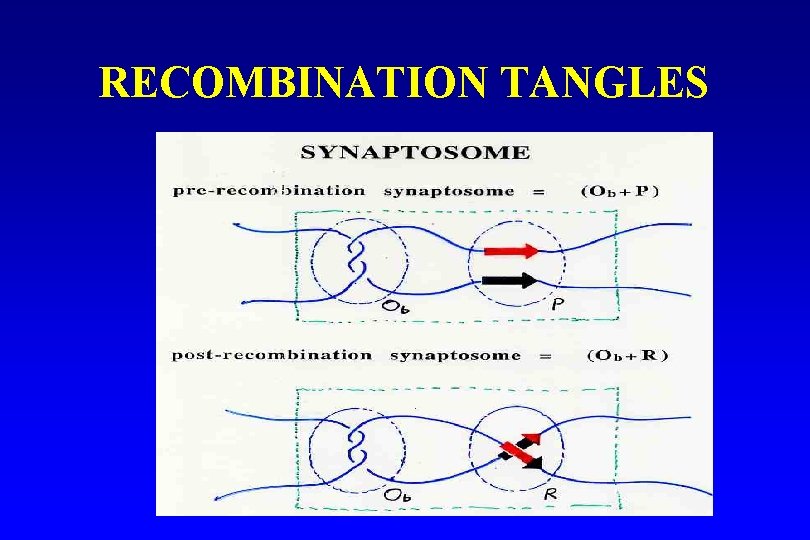 RECOMBINATION TANGLES 
