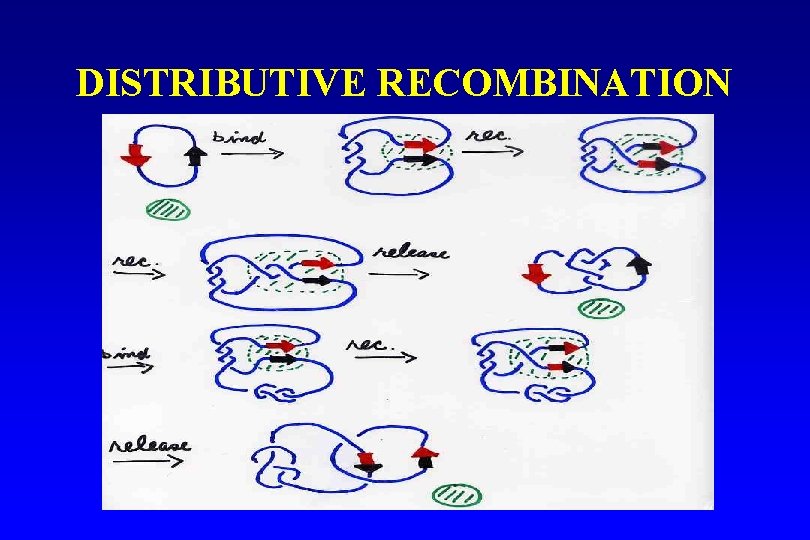 DISTRIBUTIVE RECOMBINATION 