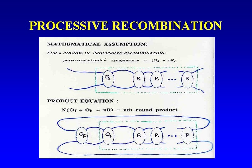 PROCESSIVE RECOMBINATION 