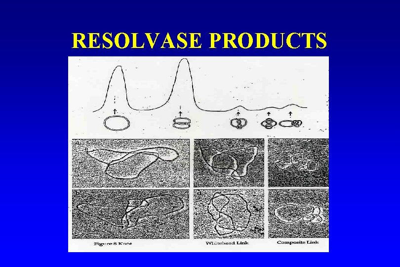 RESOLVASE PRODUCTS 