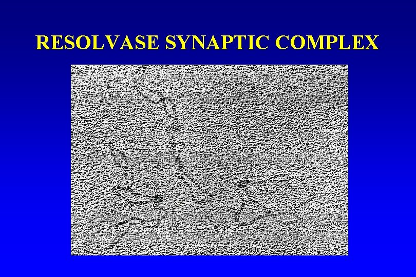 RESOLVASE SYNAPTIC COMPLEX 