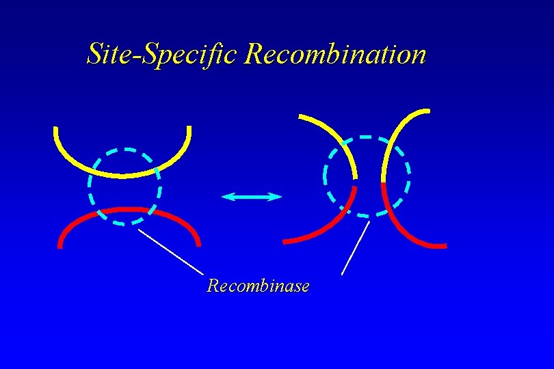 Site-Specific Recombination Recombinase 