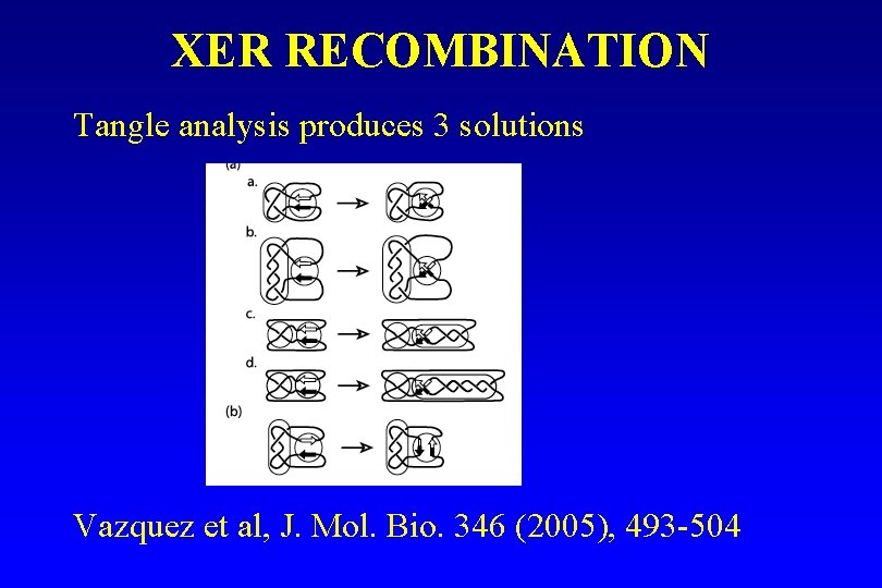 XER RECOMBINATION Tangle analysis produces 3 solutions Vazquez et al, J. Mol. Bio. 346