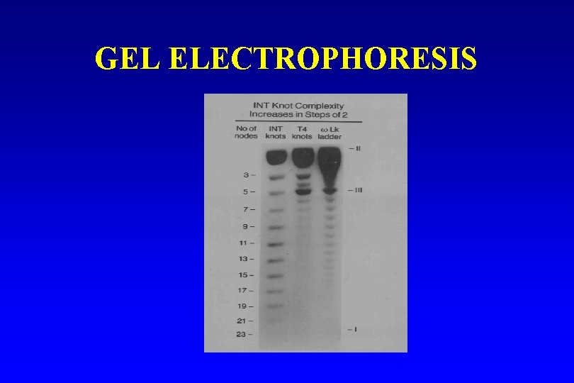 GEL ELECTROPHORESIS 