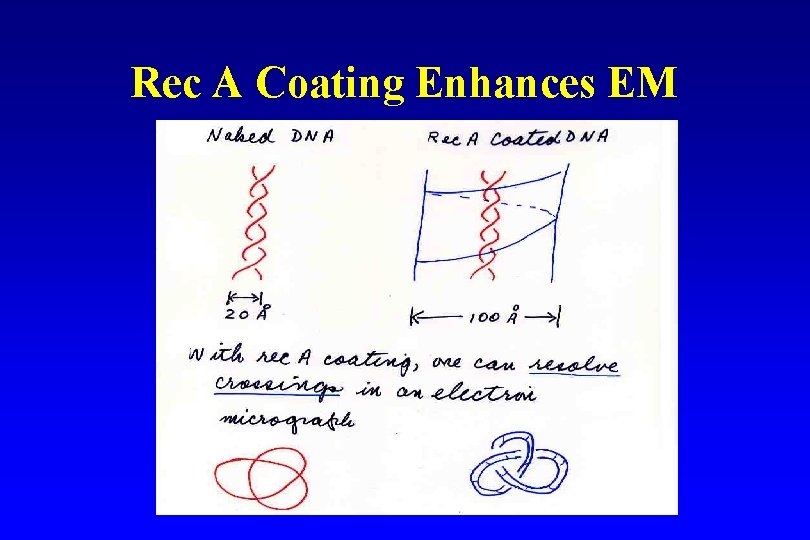 Rec A Coating Enhances EM 