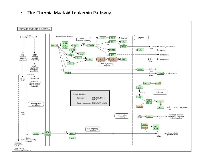  • The Chronic Myeloid Leukemia Pathway 