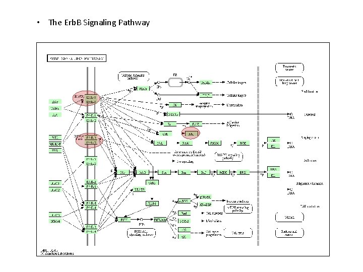  • The Erb. B Signaling Pathway 