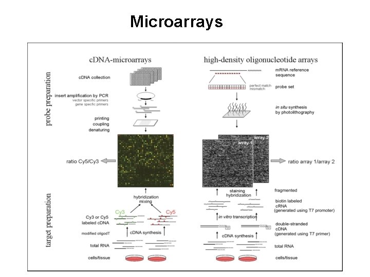 Microarrays 