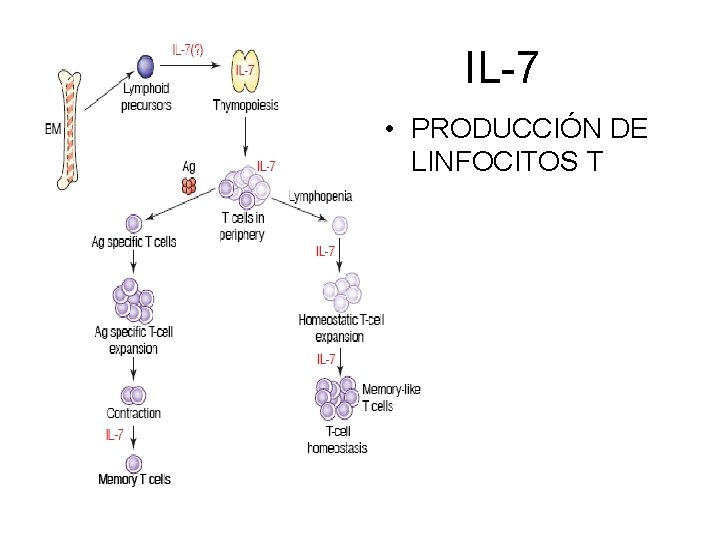 IL-7 • PRODUCCIÓN DE LINFOCITOS T 