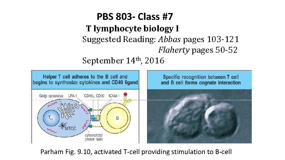 PBS 803 - Class #7 T lymphocyte biology I Suggested Reading: Abbas pages 103
