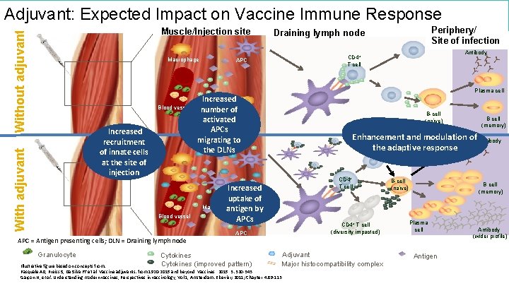 The Future of Vaccines Adjuvant: Expected Impact on Vaccine Immune Response Without adjuvant Muscle/Injection