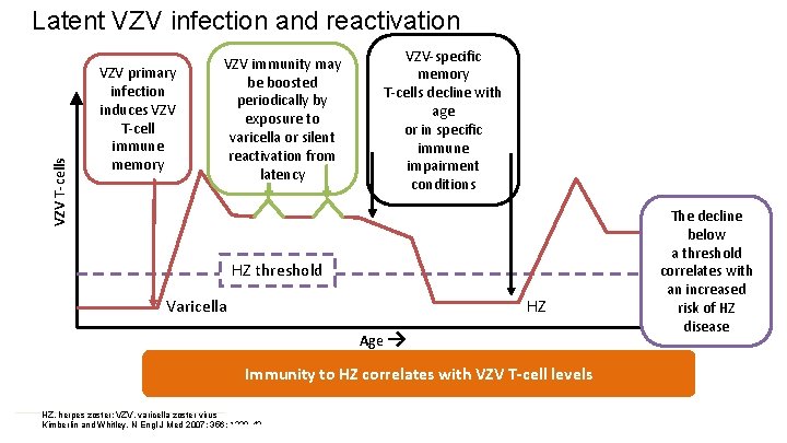 VZV T-cells Latent VZV infection and reactivation VZV primary infection induces VZV T-cell immune