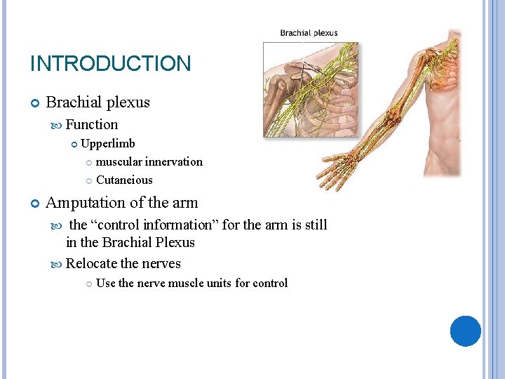 INTRODUCTION Brachial plexus Function Upperlimb muscular innervation Cutaneious Amputation of the arm the “control