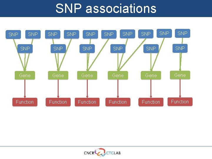SNP associations SNP SNP SNP SNP Gene Gene Function Function 