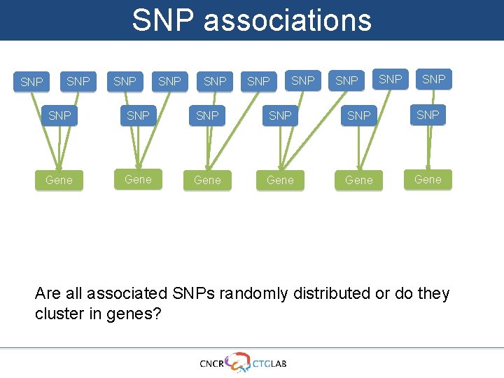 SNP associations SNP SNP SNP SNP Gene Gene Are all associated SNPs randomly distributed