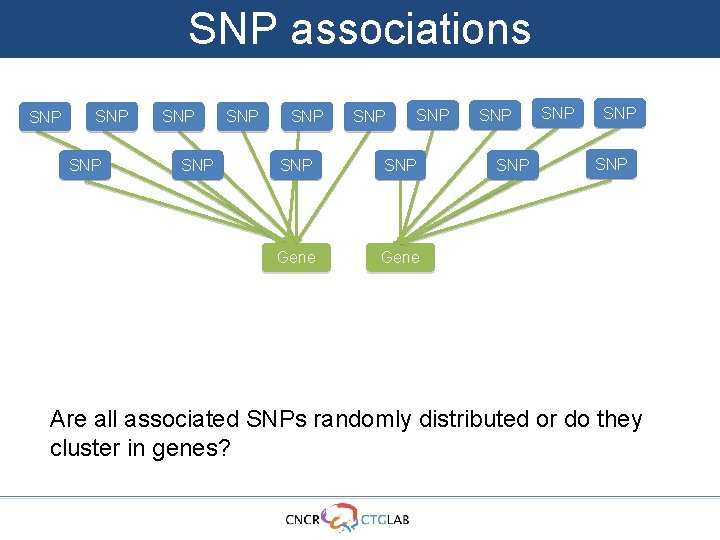 SNP associations SNP SNP SNP Gene SNP SNP SNP Are all associated SNPs randomly