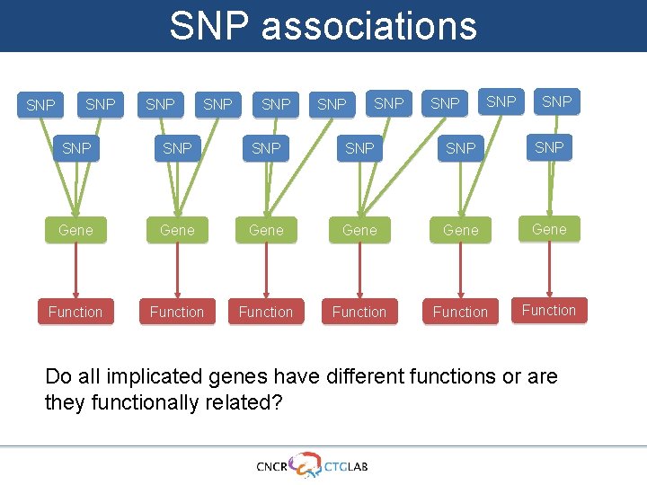 SNP associations SNP SNP SNP SNP Gene Gene Function Function Do all implicated genes