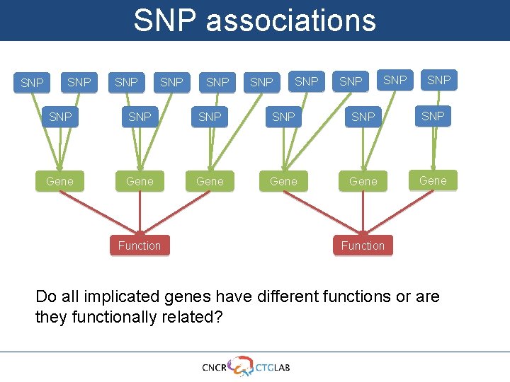 SNP associations SNP SNP SNP SNP Gene Gene Function Do all implicated genes have