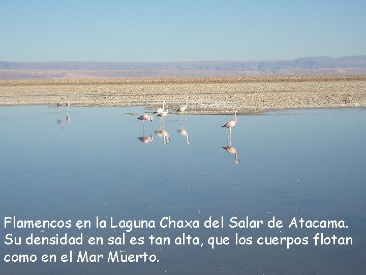 Flamencos en la Laguna Chaxa del Salar de Atacama. Su densidad en sal es