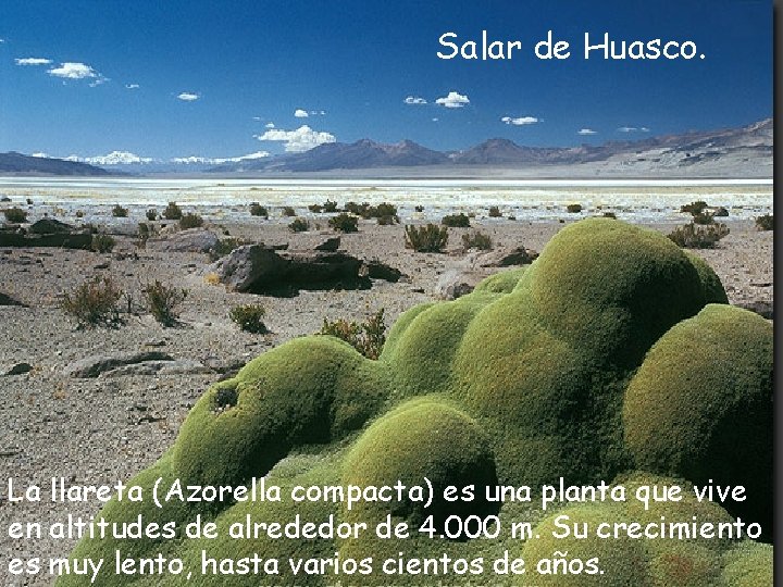 Salar de Huasco. La llareta (Azorella compacta) es una planta que vive en altitudes