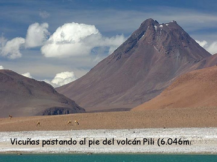 Vicuñas pastando al pie del volcán Pili (6. 046 m). 