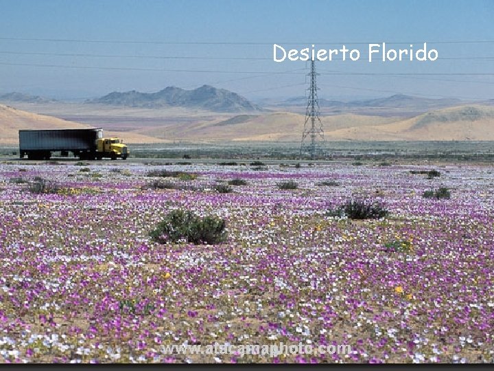 Desierto Florido Después de un año lluvioso se puede observar un fenómeno espectacular: El
