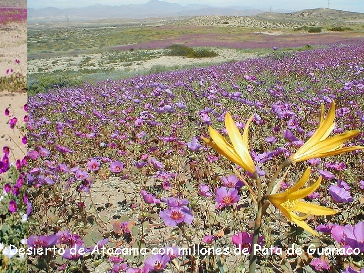 Desierto de Atacama con millones de Pata de Guanaco. 