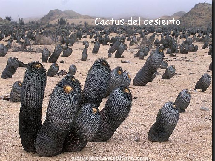Cactus del desierto. 